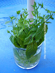 cuttings,plant propagation,mint